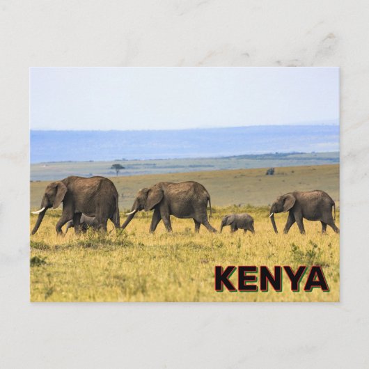 Olifanten in Kenia Briefkaart (Voorkant)
