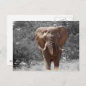 Olifanten in Namibië Briefkaart (Voorkant / Achterkant)