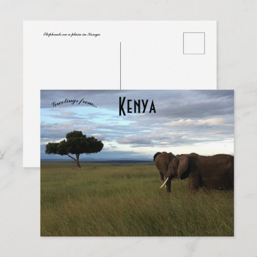 Olifanten op een vlakte in Kenia Briefkaart (Voorkant / Achterkant)