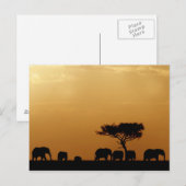 Olifanten op Sunset Briefkaart (Voorkant / Achterkant)