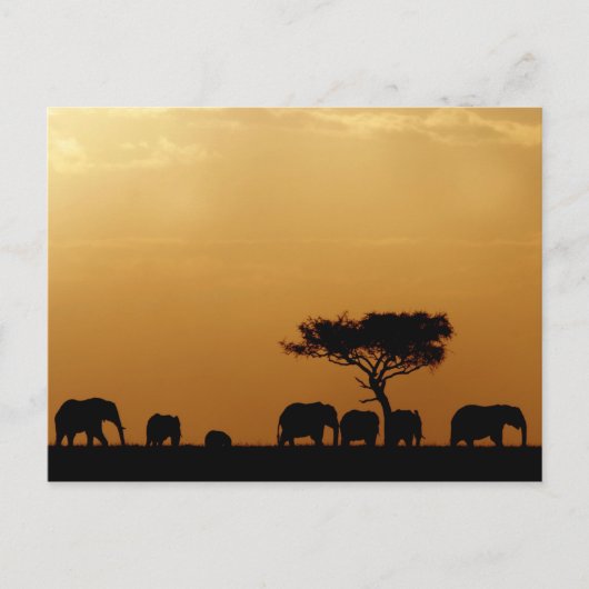 Olifanten op Sunset Briefkaart (Voorkant)