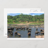 Olifanten Sri Lanka Briefkaart (Voorkant / Achterkant)