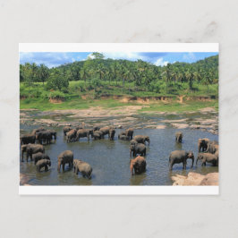 Olifanten Sri Lanka Briefkaart