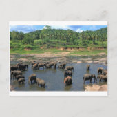 Olifanten Sri Lanka Briefkaart (Voorkant)