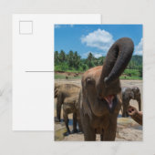 Olifanten Sri Lanka Briefkaart (Voorkant / Achterkant)