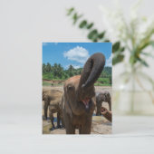 Olifanten Sri Lanka Briefkaart (Staand voorkant)