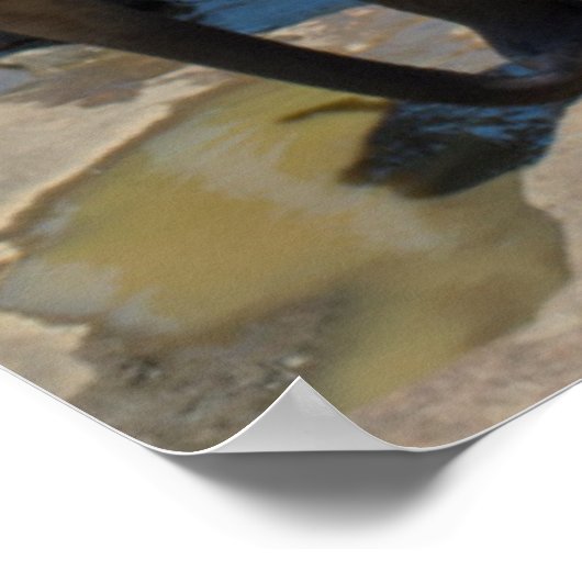 Olifanten Sri Lanka Poster (Hoek)