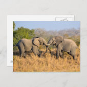 Olifanten vechten briefkaart (Voorkant / Achterkant)