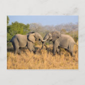 Olifanten vechten briefkaart (Voorkant)