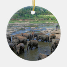 Olifanten zwemmen in Sri Lanka