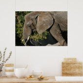 Olifantenaffiche Poster (Keuken)