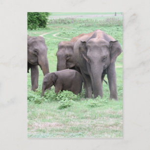 olifantenfamilie briefkaart