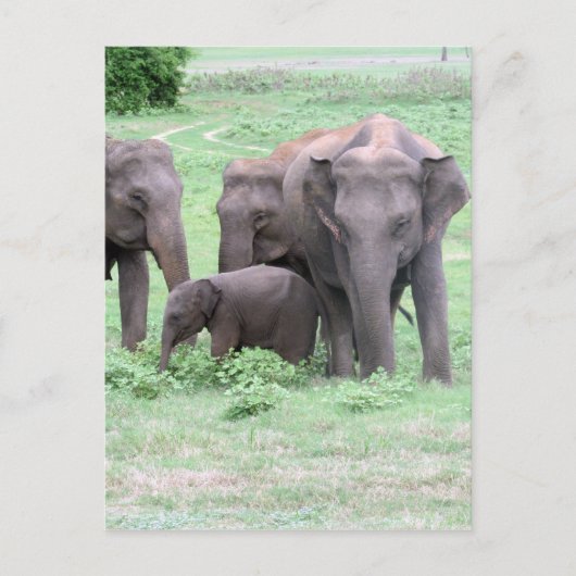 olifantenfamilie briefkaart (Voorkant)