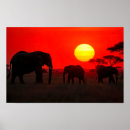 Olifantenfamilie in zonsondergang poster