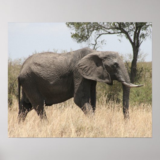 olifantenmasai poster (Voorkant)