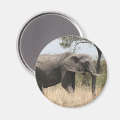 olifantenslagtand magneet (Voorkant / Achterkant)