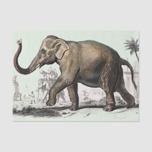  olifantentekening tissuepapier (Voorkant)