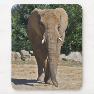 Olifantmuismat van Afrikaanse Olifant Muismat