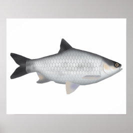 Olijfbarbeel Poster