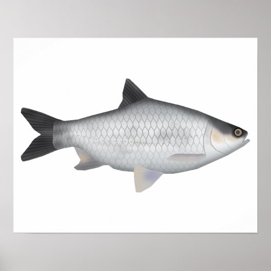 Olijfbarbeel Poster (Voorkant)