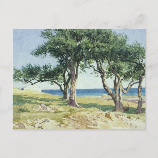 Olijfbomen, Bordighera Briefkaart (Voorkant)