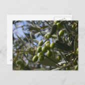 Olijfbomen Briefkaart (Voorkant / Achterkant)