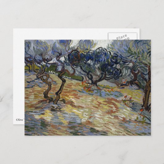 Olijfbomen door Vincent Van Gogh Briefkaart (Voorkant / Achterkant)