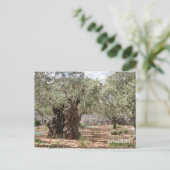 Olijfbomen in Gethsemane, Jeruzalem, Israël Briefkaart (Staand voorkant)
