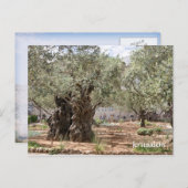 Olijfbomen in Gethsemane, Jeruzalem, Israël Briefkaart (Voorkant / Achterkant)