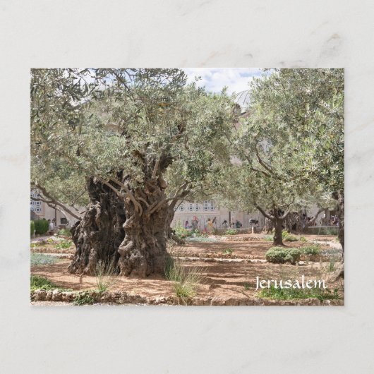 Olijfbomen in Gethsemane, Jeruzalem, Israël Briefkaart (Voorkant)
