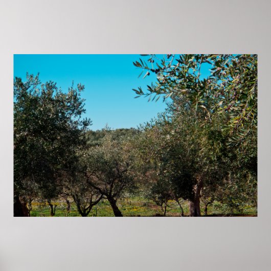 Olijfbomen in het Apulië-landschap in de herfst. Poster (Voorkant)