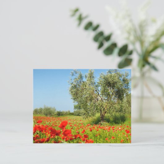 Olijfbomen in het briefkaart van papavervelden (Staand voorkant)