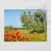 Olijfbomen in het briefkaart van papavervelden (Voorkant)
