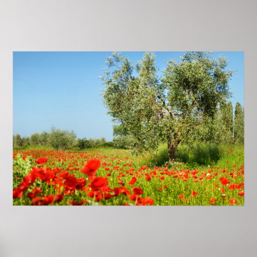 Olijfbomen in het poster van papavervelden (Voorkant)
