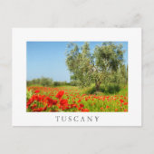 Olijfbomen in papaver, briefkaart van Toscane (Voorkant)