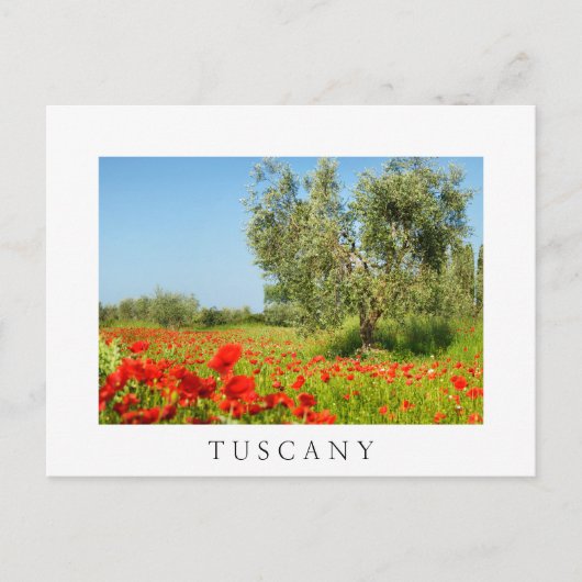 Olijfbomen in papaver, briefkaart van Toscane (Voorkant)