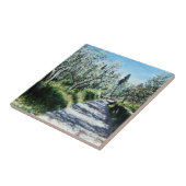 OLIJFBOMEN IN TUSCANY TEGELTJE (Zijkant)