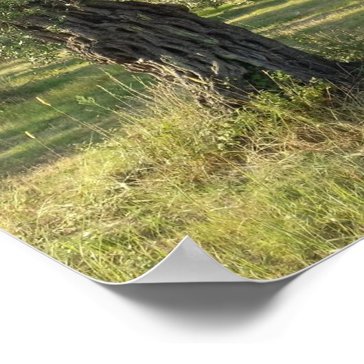 Olijfbomen op het Griekse eiland Thassos Poster (Hoek)