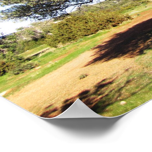 Olijfbomen Poster (Hoek)