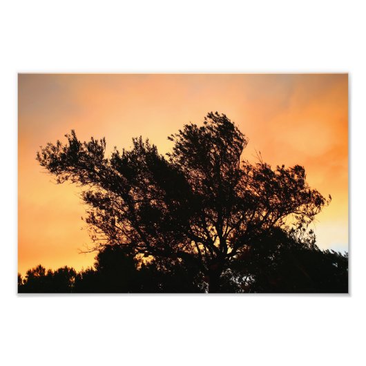 Olijfbomen Silhouette bij zonsondergang Foto Afdruk (Voorkant)