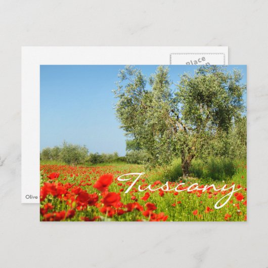 Olijfboom in briefkaart voor papaverveldtekst (Voorkant / Achterkant)
