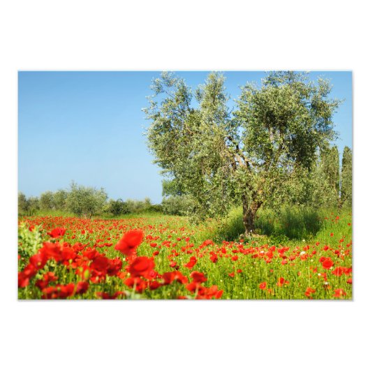 Olijfboom in foto van papaverveld afdruk (Voorkant)