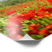 Olijfboom in foto van papaverveld foto afdruk (Hoek)