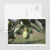 Olijfboom in Italië Briefkaart (Voorkant / Achterkant)