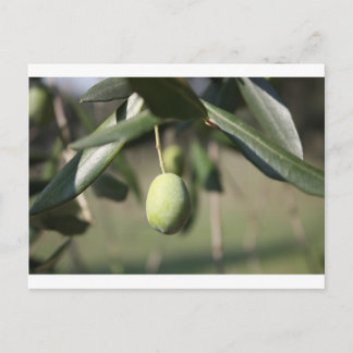 Olijfboom in Italië Briefkaart
