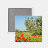 Olijfboom in papaver veldmagneet magneet (Voorkant / Achterkant)