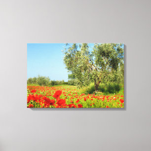 Olijfboom in papaverveldcanvas canvas afdruk