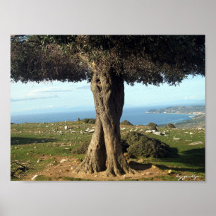 olijfboom poster