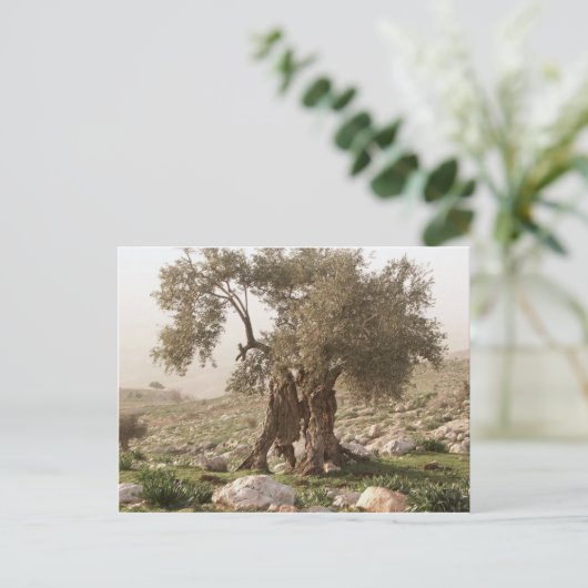 olijfboom uit het noorden van jordanië briefkaart (Staand voorkant)