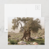 olijfboom uit het noorden van jordanië briefkaart (Voorkant / Achterkant)